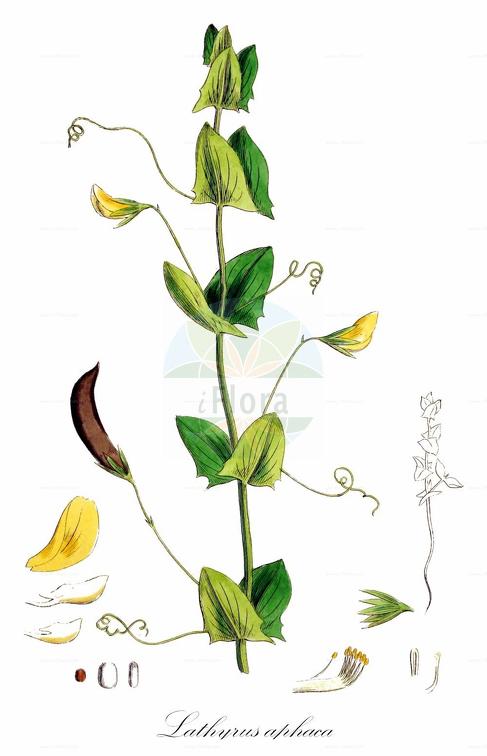 Lathyrus aphaca