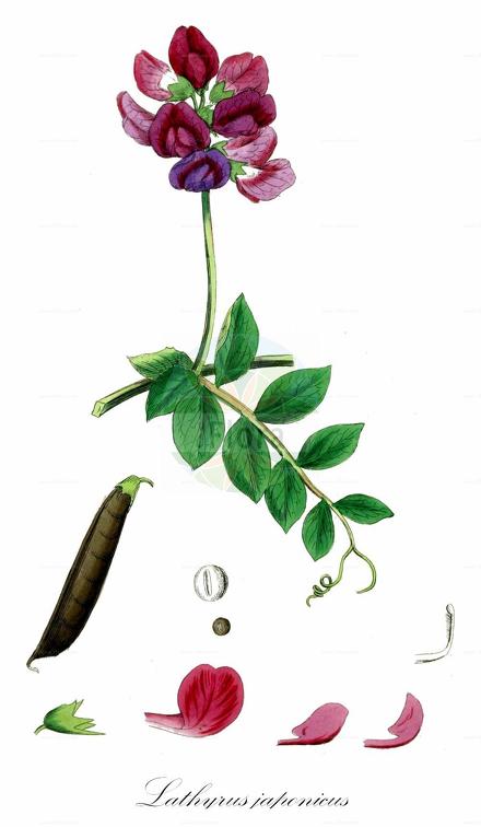 Lathyrus japonicus