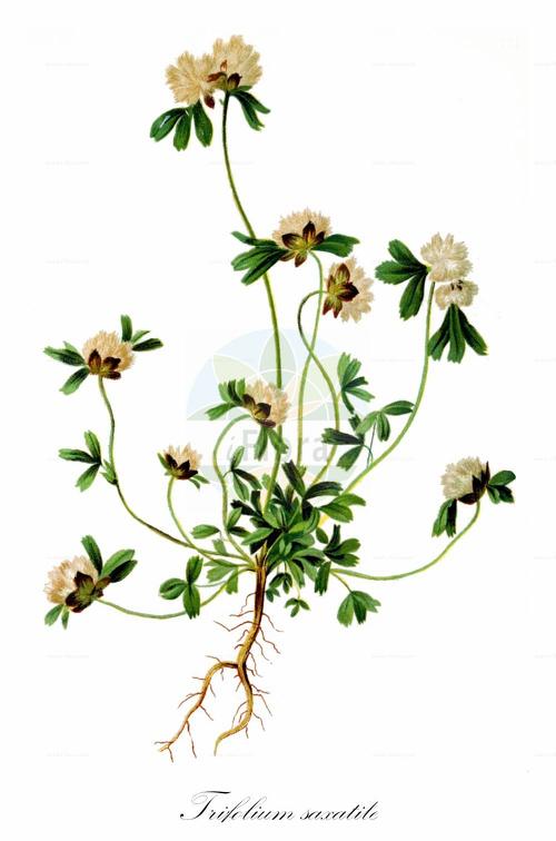 Trifolium saxatile