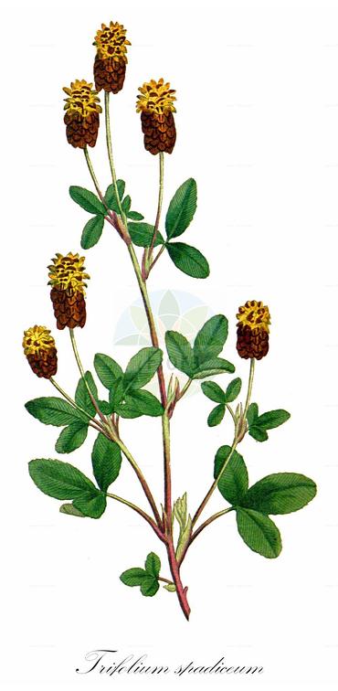 Trifolium spadiceum