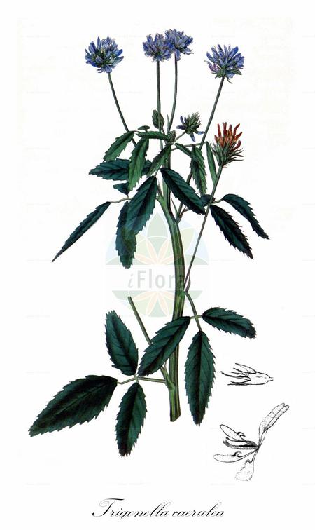 Trigonella caerulea