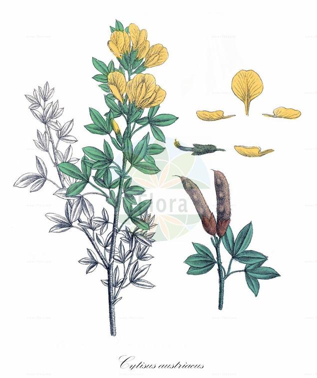 Cytisus austriacus