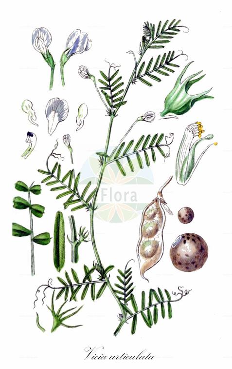 Vicia articulata