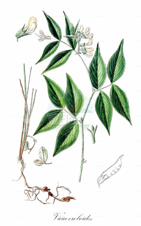 Vicia oroboides