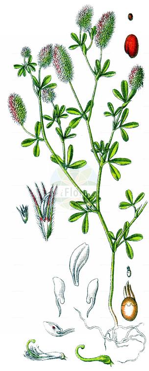 Trifolium arvense