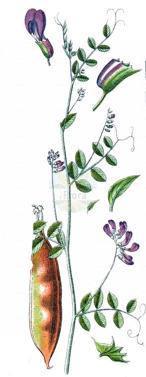 Vicia dumetorum