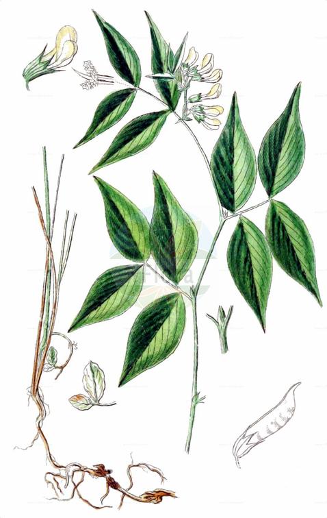 Vicia oroboides