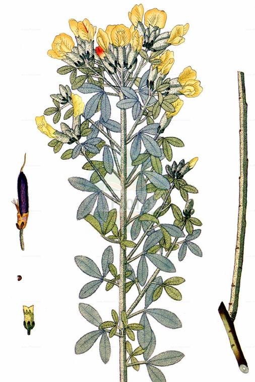 Cytisus austriacus
