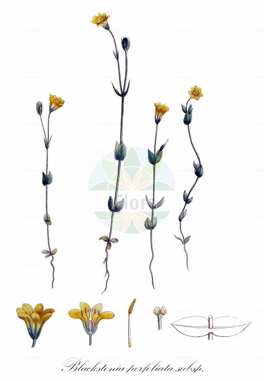 Blackstonia perfoliata subsp. serotina