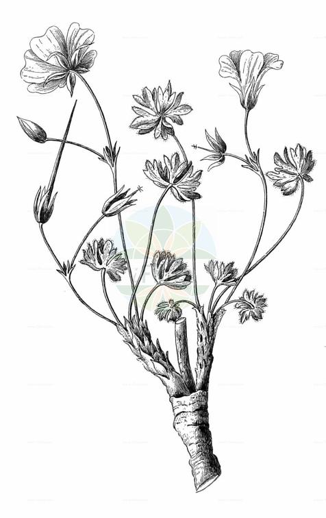 Geranium argenteum