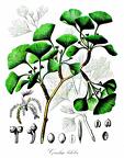 Ginkgoaceae