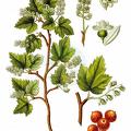 Ribes alpinum
