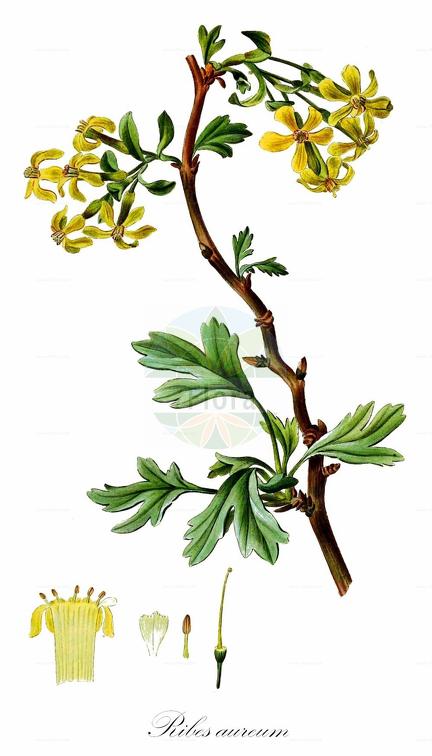 Ribes aureum