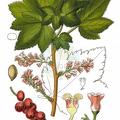 Ribes petraeum