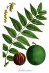 Juglandaceae