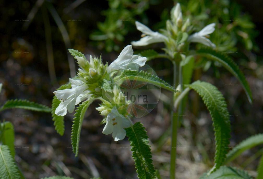 Stachys ossetica