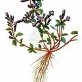 Clinopodium alpinum subsp. alpinum