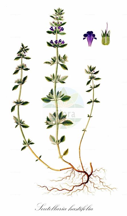 Scutellaria hastifolia