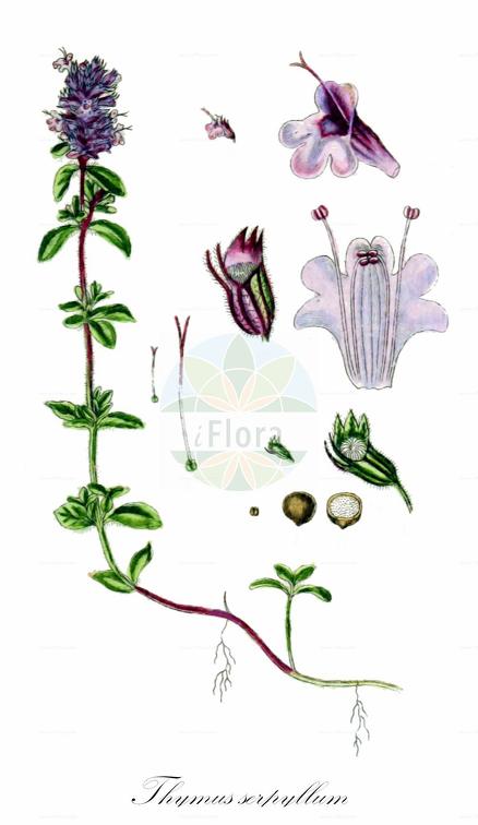 Thymus serpyllum