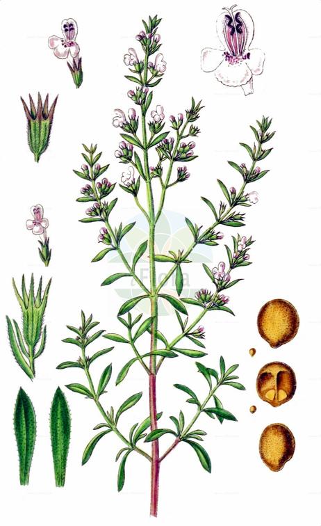 Satureja montana subsp. variegata