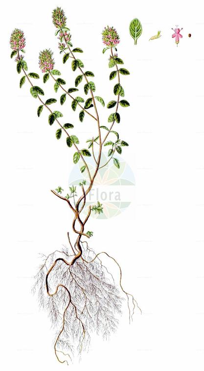 Thymus pulegioides subsp. montanus