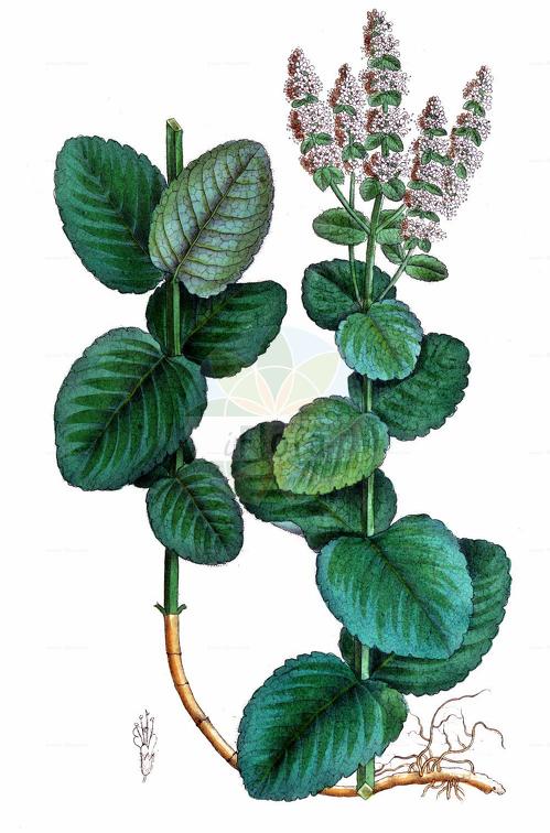 Mentha rotundifolia