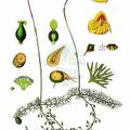 Utricularia intermedia