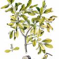 Loranthus europaeus