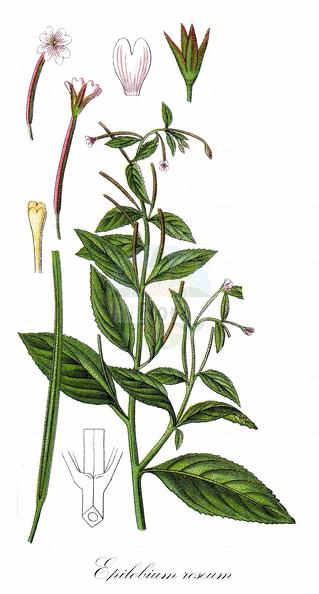 Epilobium roseum