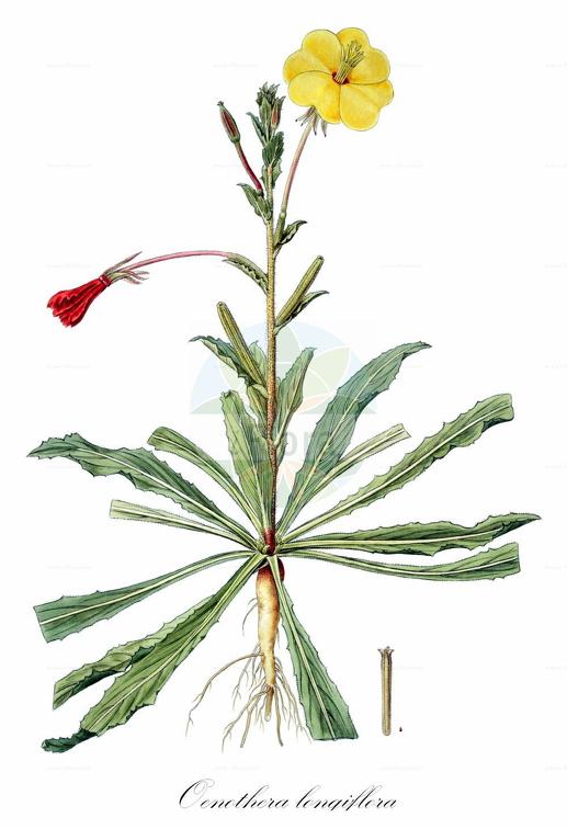 Oenothera longiflora