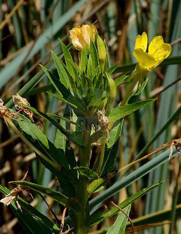 Oenothera parviflora agg.