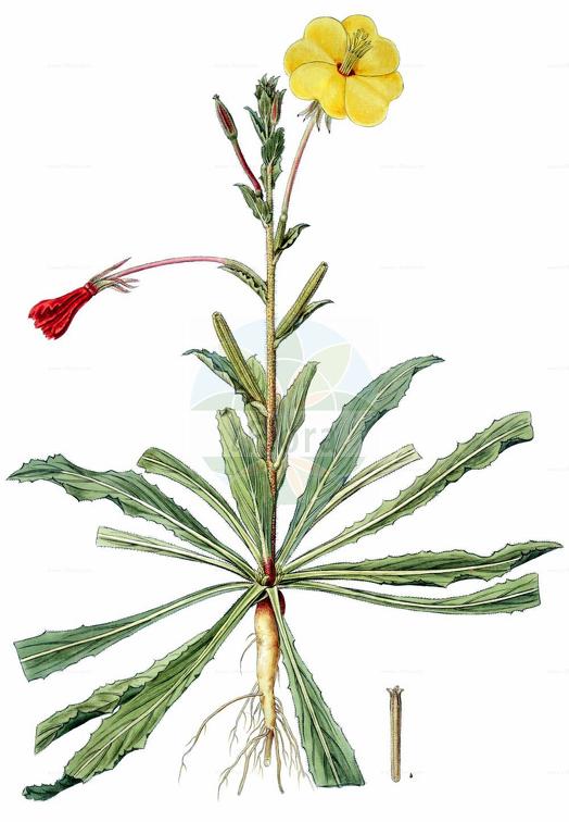 Oenothera longiflora