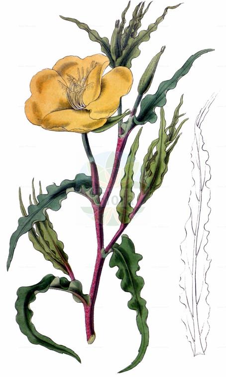 Oenothera odorata