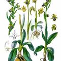 Ophrys sphegodes agg.