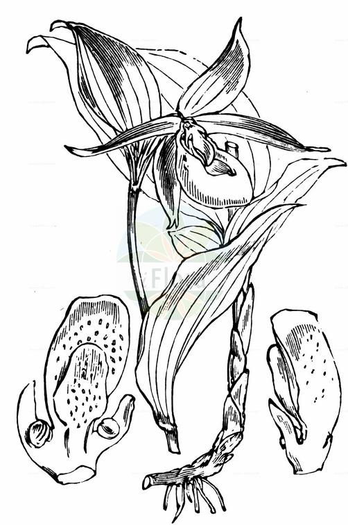 Cypripedium calceolus