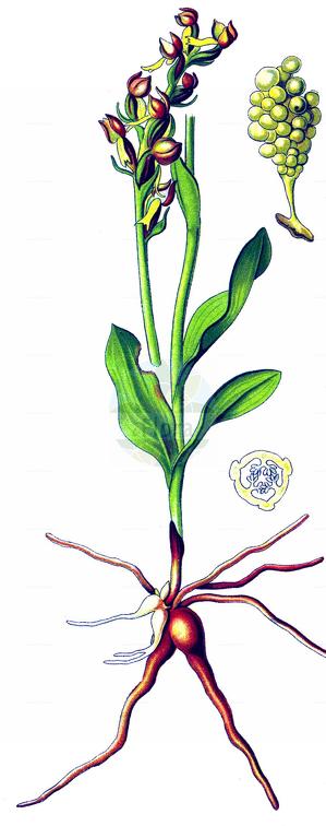 Dactylorhiza viridis var. viridis