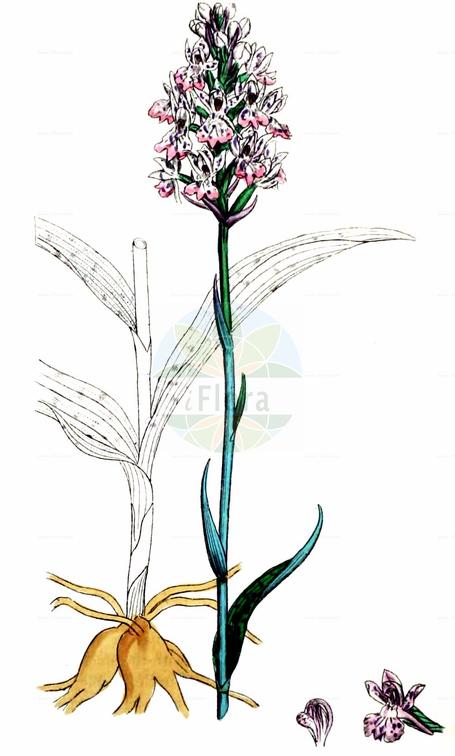 Dactylorhiza maculata agg.