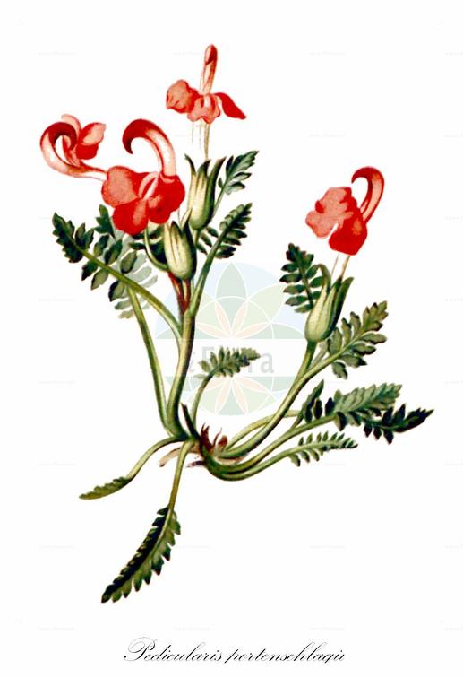 Pedicularis portenschlagii