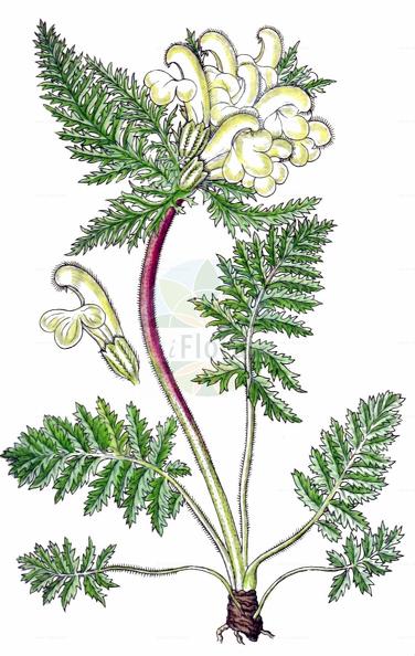 Pedicularis foliosa