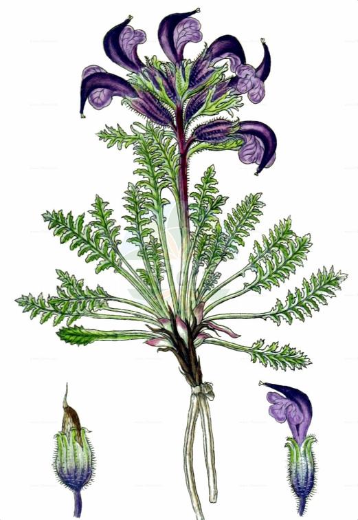 Pedicularis asplenifolia