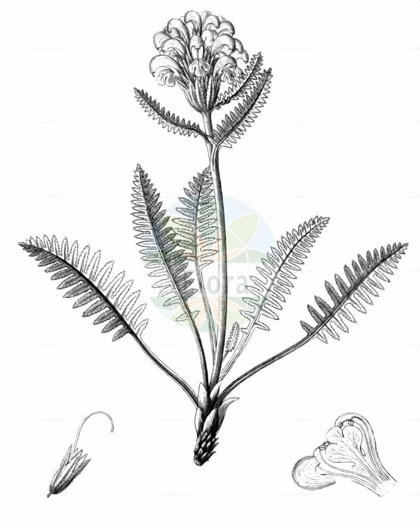Pedicularis sudetica