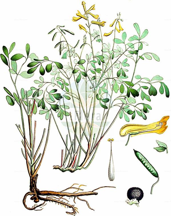 Pseudofumaria lutea