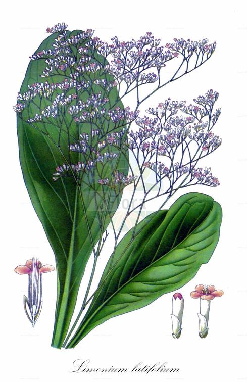 Limonium latifolium