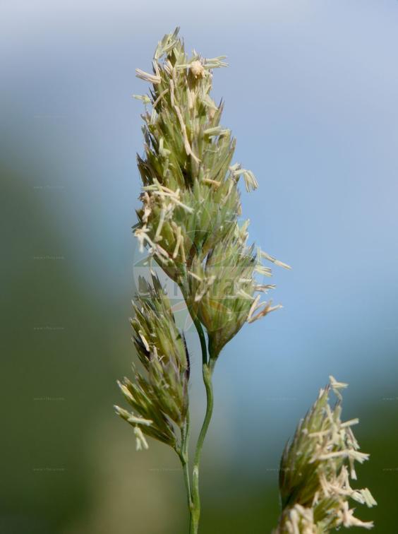 Dactylis glomerata subsp. lobata