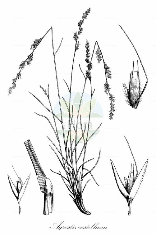 Agrostis castellana