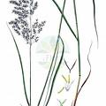 Calamagrostis purpurea subsp. phragmitoides