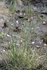 Festuca ovina subsp. guestfalica