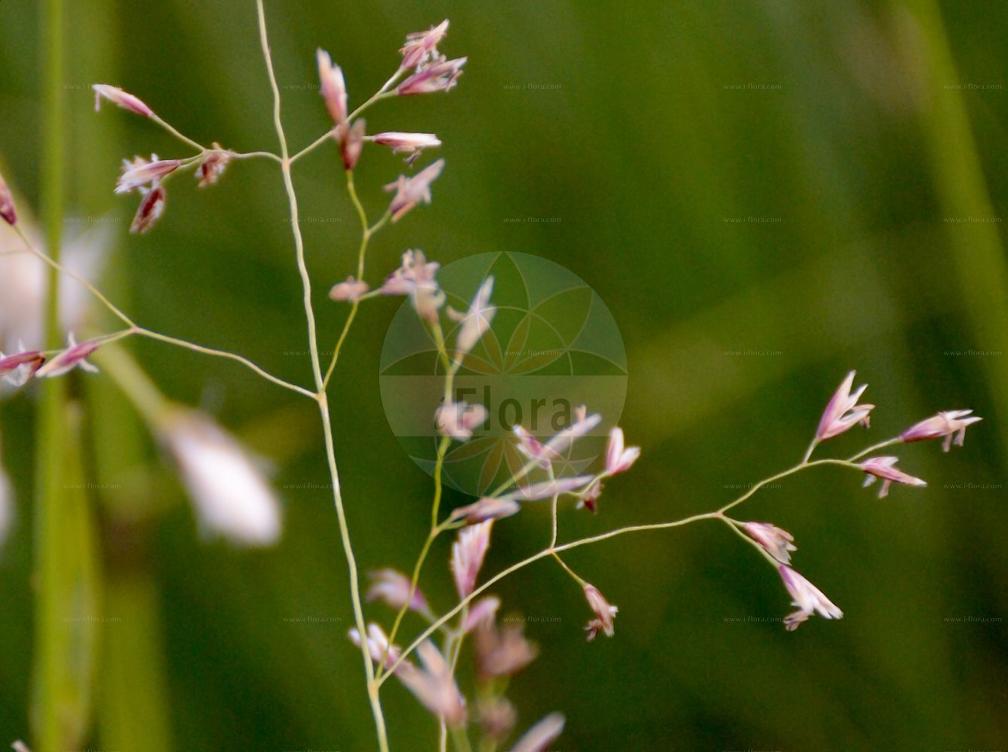 Deschampsia cespitosa subsp. rhenana