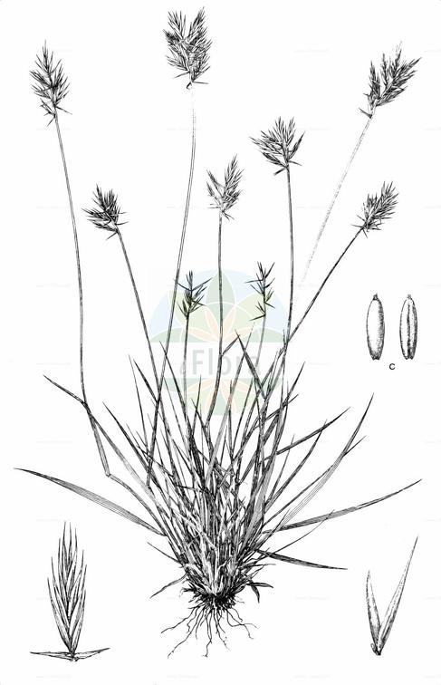 Agropyron cristatum subsp. pectinatum