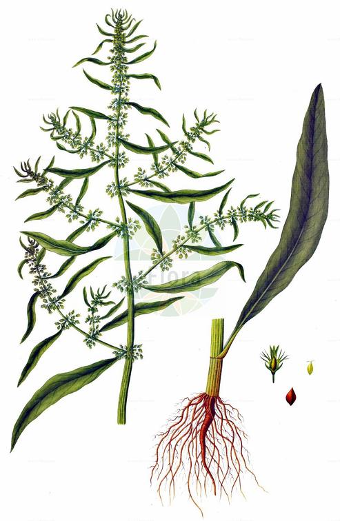 Rumex palustris